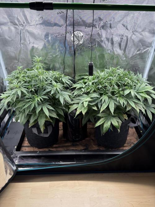 Z-Up Auto. Week 5