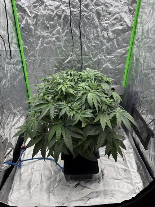 Orange Sherbet Auto. Week 5