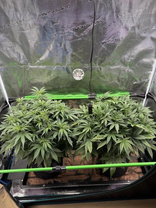 Z-Up Auto. Week 5