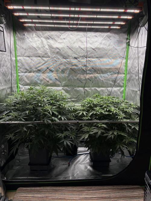 3x Fast Buds Orange Sherbet Auto. Week 5 - 12.07. - D33