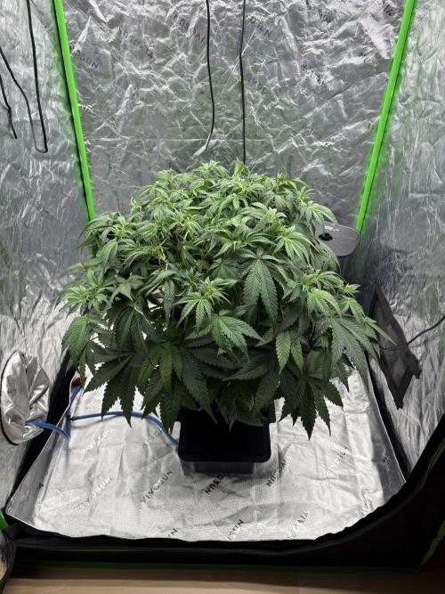 Orange Sherbet Auto. Week 5