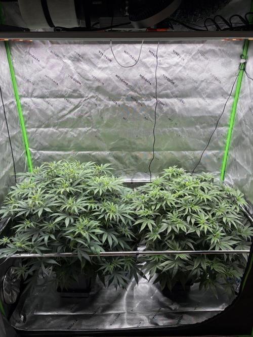 3x Fast Buds Orange Sherbet Auto. Week 5 - 12.07. - D33