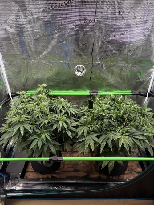 Z-Up Auto. Week 5