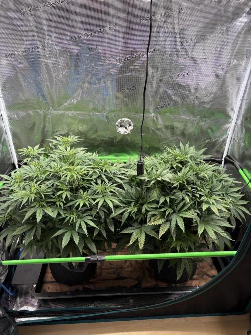 Z-Up Auto. Week 5
