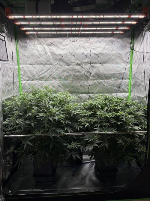 3x Fast Buds Orange Sherbet Auto. Week 5 - 14.07. - D35