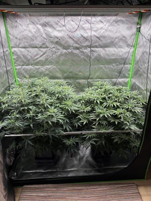 3x Fast Buds Orange Sherbet Auto. Week 5 - 14.07. - D35