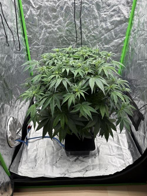 Orange Sherbet Auto. Week 5