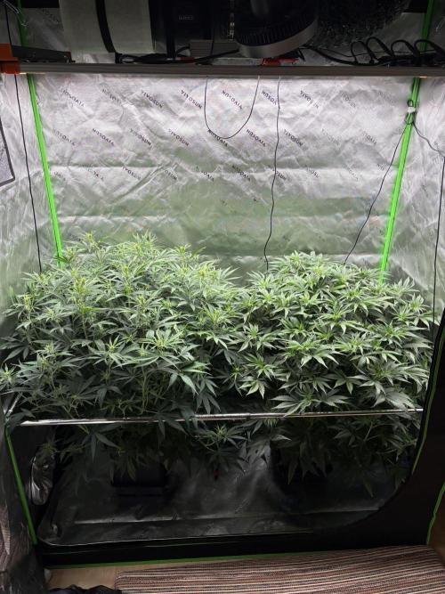 3x Fast Buds Orange Sherbet Auto. Week 6 - 15.07. - D36