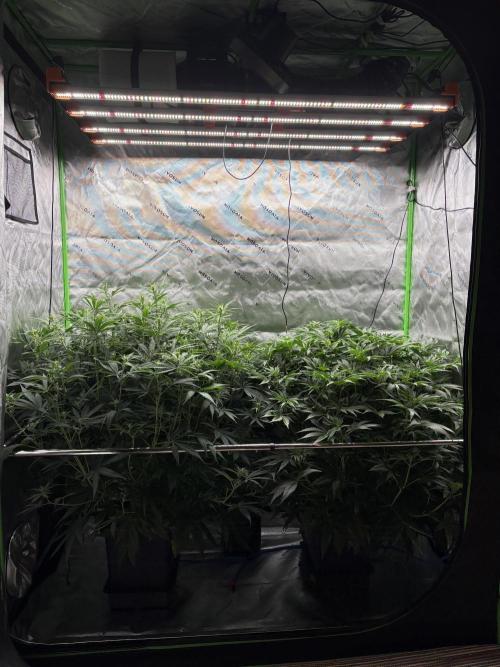 3x Fast Buds Orange Sherbet Auto. Week 6 - 15.07. - D36