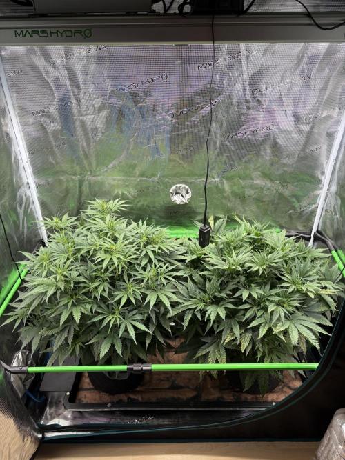 Z-Up Auto. Week 6