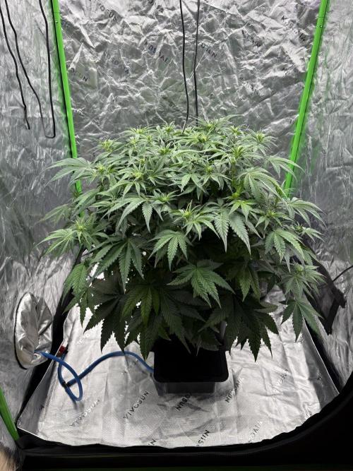 3x Fast Buds Orange Sherbet Auto. Week 6 - 15.07. - D36