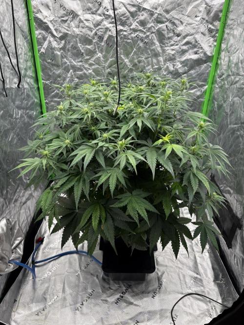 3x Fast Buds Orange Sherbet Auto. Week 6 - 17.07. - D38