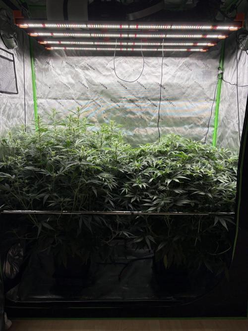 3x Fast Buds Orange Sherbet Auto. Week 6 - 17.07. - D38