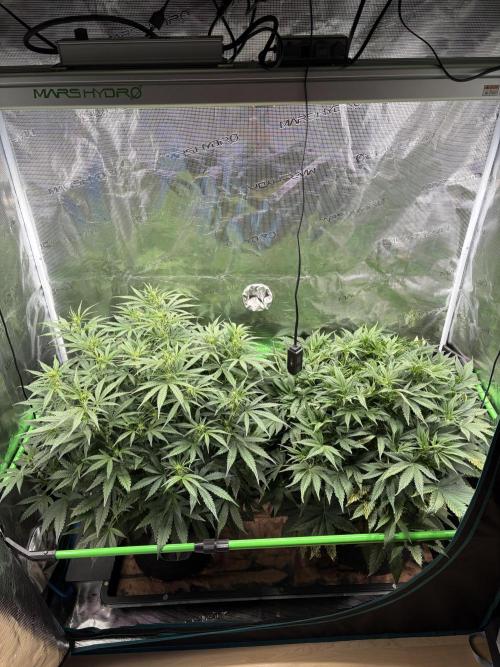 2x Fast Buds Z-UP Auto. Week 6 - 17.07. - D38