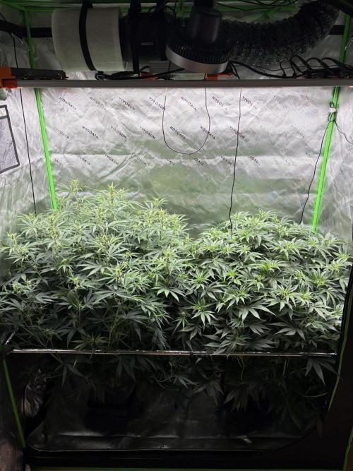 3x Fast Buds Orange Sherbet Auto. Week 6 - 17.07. - D38