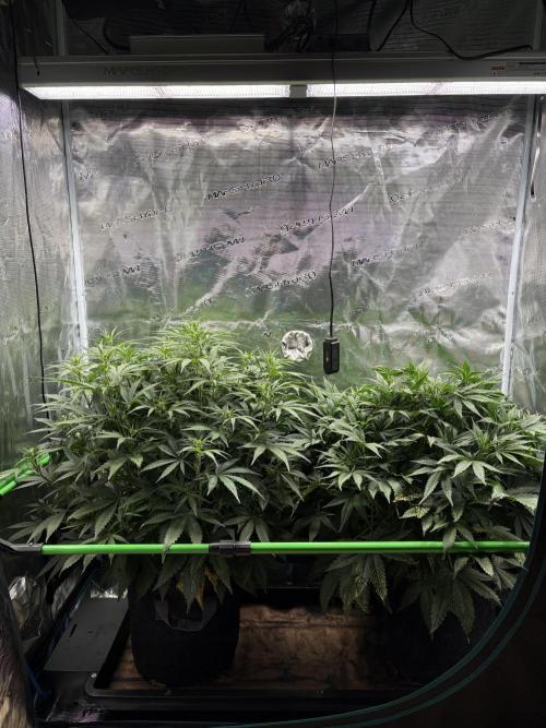 Z-Up Auto. Week 6