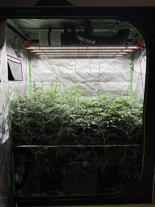 3x Fast Buds Orange Sherbet Auto. Week 6 - 19.07. - D40