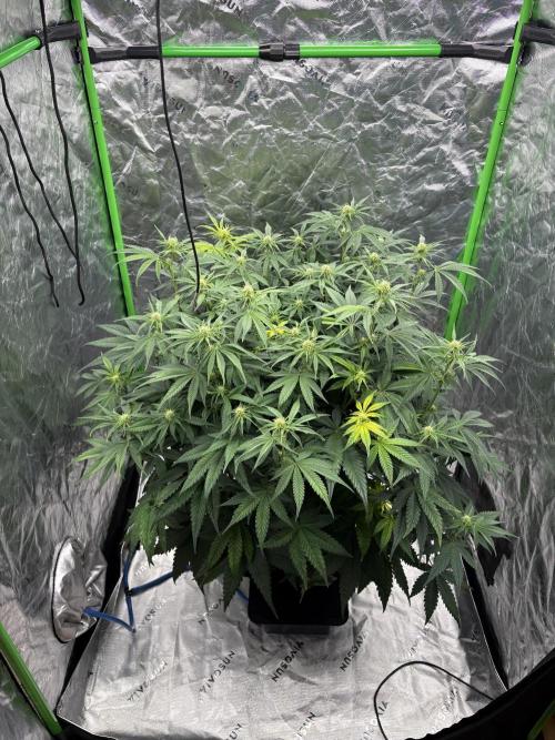 3x Fast Buds Orange Sherbet Auto. Week 6 - 19.07. - D40