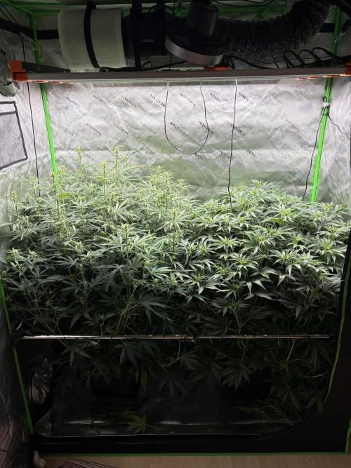 3x Fast Buds Orange Sherbet Auto. Week 6 - 19.07. - D40