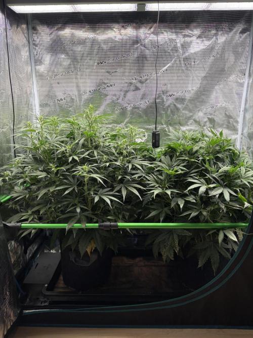 Z-Up Auto. Week 6