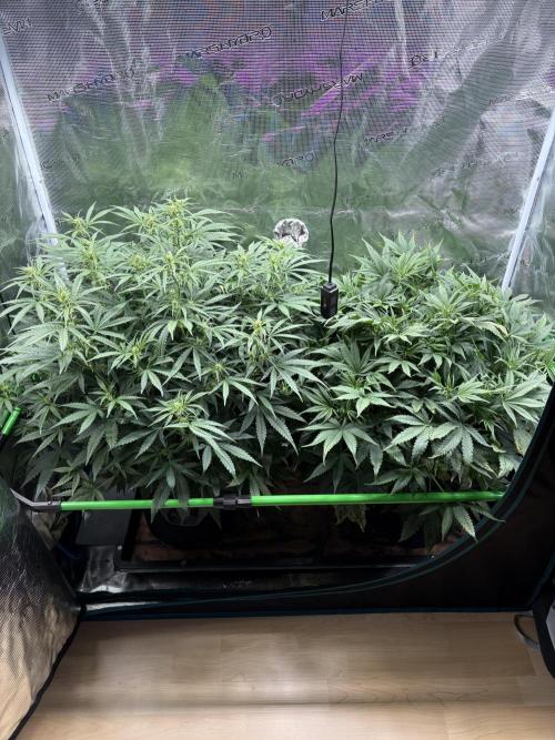 2x Fast Buds Z-UP Auto. Week 6 - 19.07. - D40