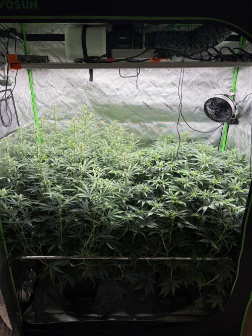 3x Fast Buds Orange Sherbet Auto. Week 6 - 21.07. - D42