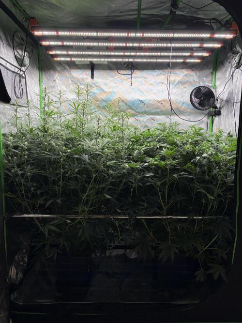 3x Fast Buds Orange Sherbet Auto. Week 6 - 21.07. - D42