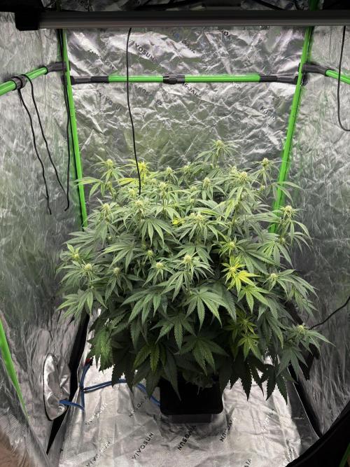 3x Fast Buds Orange Sherbet Auto. Week 6 - 21.07. - D42