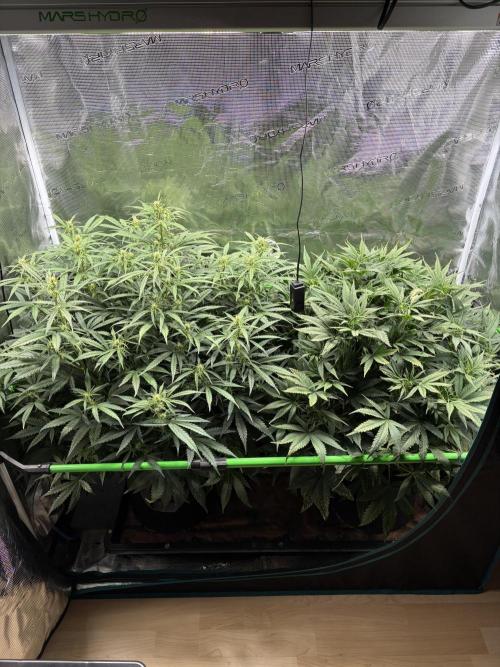 2x Fast Buds Z-UP Auto. Week 6 - 21.07. - D42