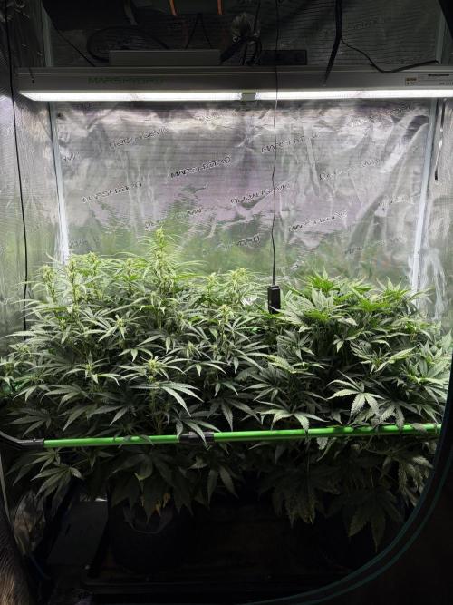 Z-Up Auto. Week 6