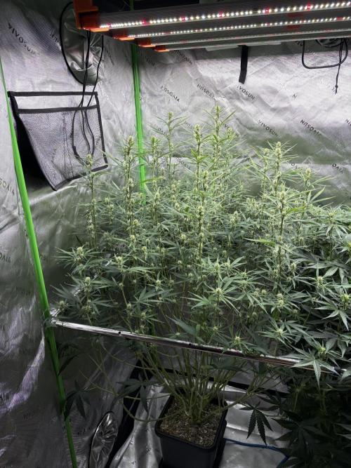 3x Fast Buds Orange Sherbet Auto. Week 7 - 22.07. - D43