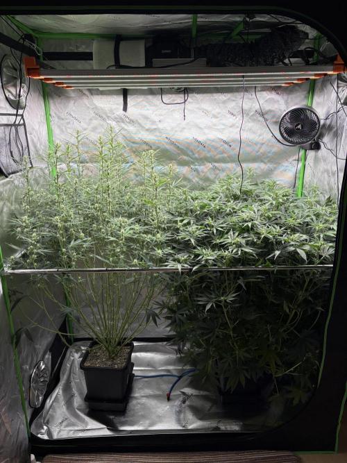 3x Fast Buds Orange Sherbet Auto. Week 7 - 22.07. - D43