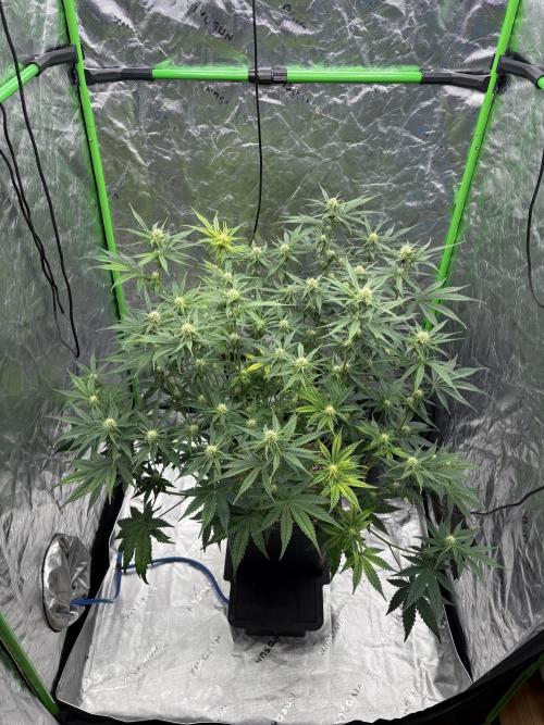 3x Fast Buds Orange Sherbet Auto. Week 7 - 22.07. - D43