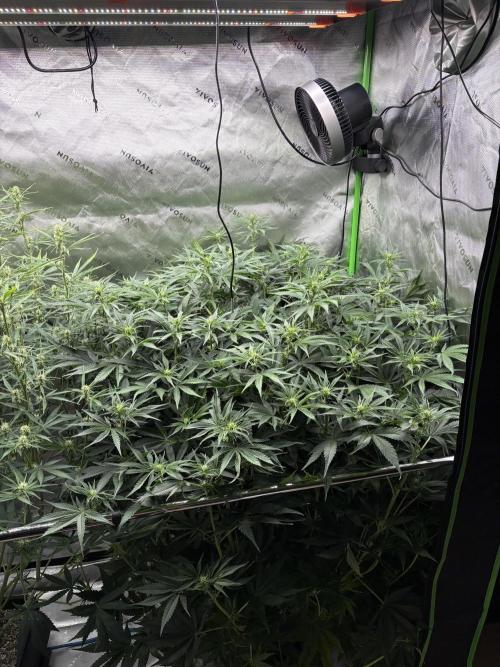 3x Fast Buds Orange Sherbet Auto. Week 7 - 22.07. - D43