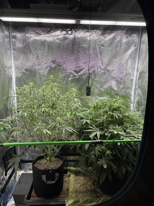 Z-Up Auto. Week 7