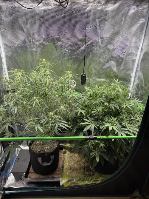 2x Fast Buds Z-UP Auto. Week 7 - 22.07. - D43