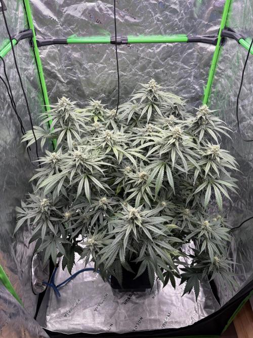 Orange Sherbet Auto. Week 8
