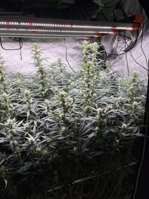 3x Fast Buds Orange Sherbet Auto. Week 8 - 03.08. - D55