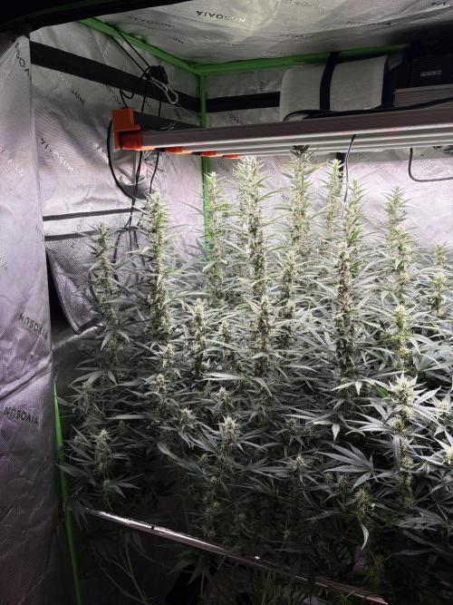 3x Fast Buds Orange Sherbet Auto. Week 8 - 03.08. - D55
