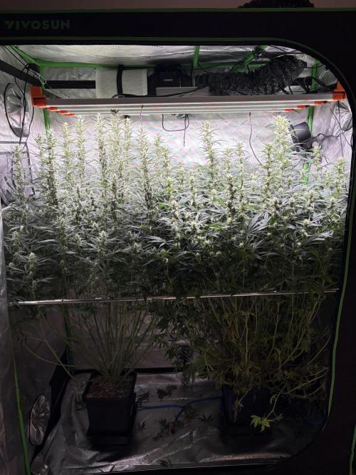 3x Fast Buds Orange Sherbet Auto. Week 8 - 03.08. - D55