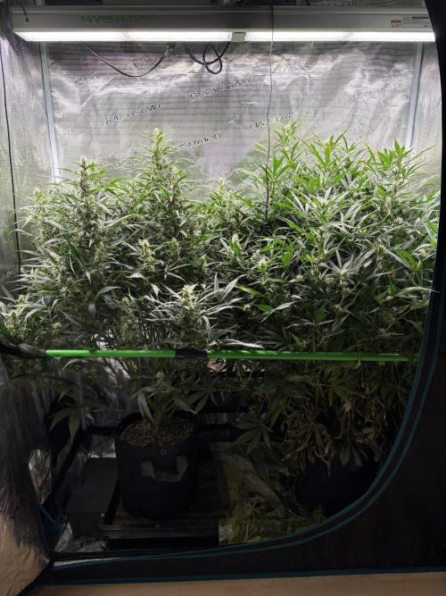 Z-Up Auto. Week 8