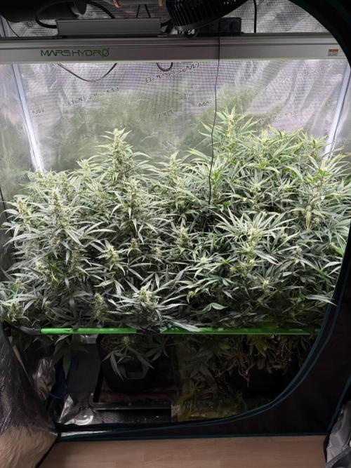 2x Fast Buds Z-UP Auto. Week 8 - 03.08. - D55