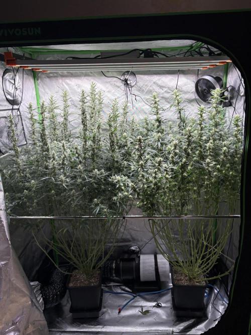 Orange Sherbet Auto. Week 8