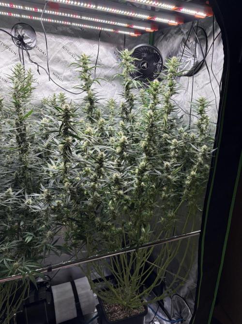 3x Fast Buds Orange Sherbet Auto. Week 9 - 06.08. - D58