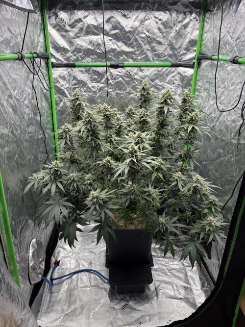 3x Fast Buds Orange Sherbet Auto. Week 9 - 06.08. - D58