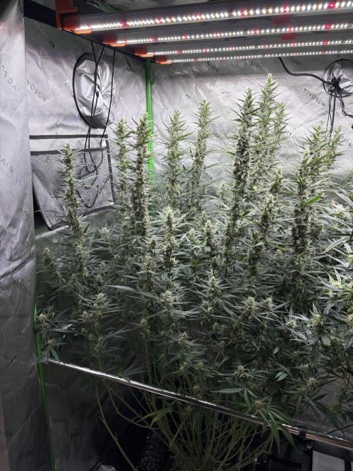 3x Fast Buds Orange Sherbet Auto. Week 9 - 06.08. - D58