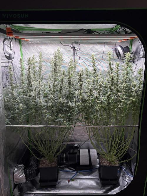 3x Fast Buds Orange Sherbet Auto. Week 9 - 06.08. - D58