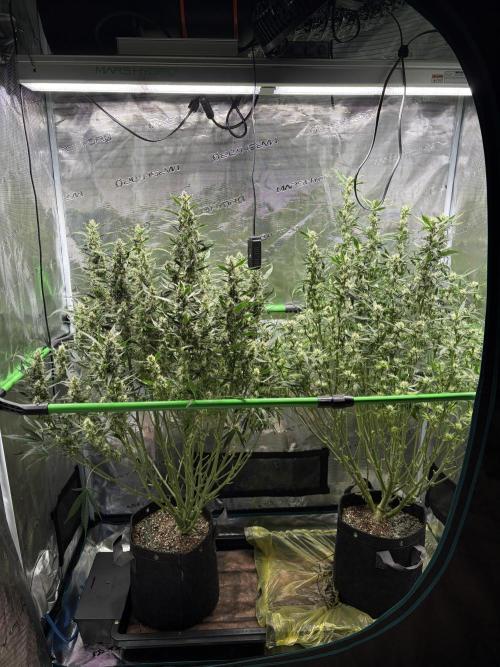 Z-Up Auto. Week 9