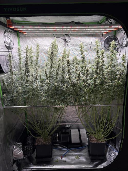 3x Fast Buds Orange Sherbet Auto. Week 9 - 10.08. - D62