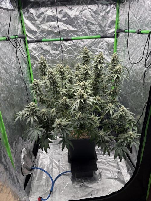 3x Fast Buds Orange Sherbet Auto. Week 9 - 10.08. - D62